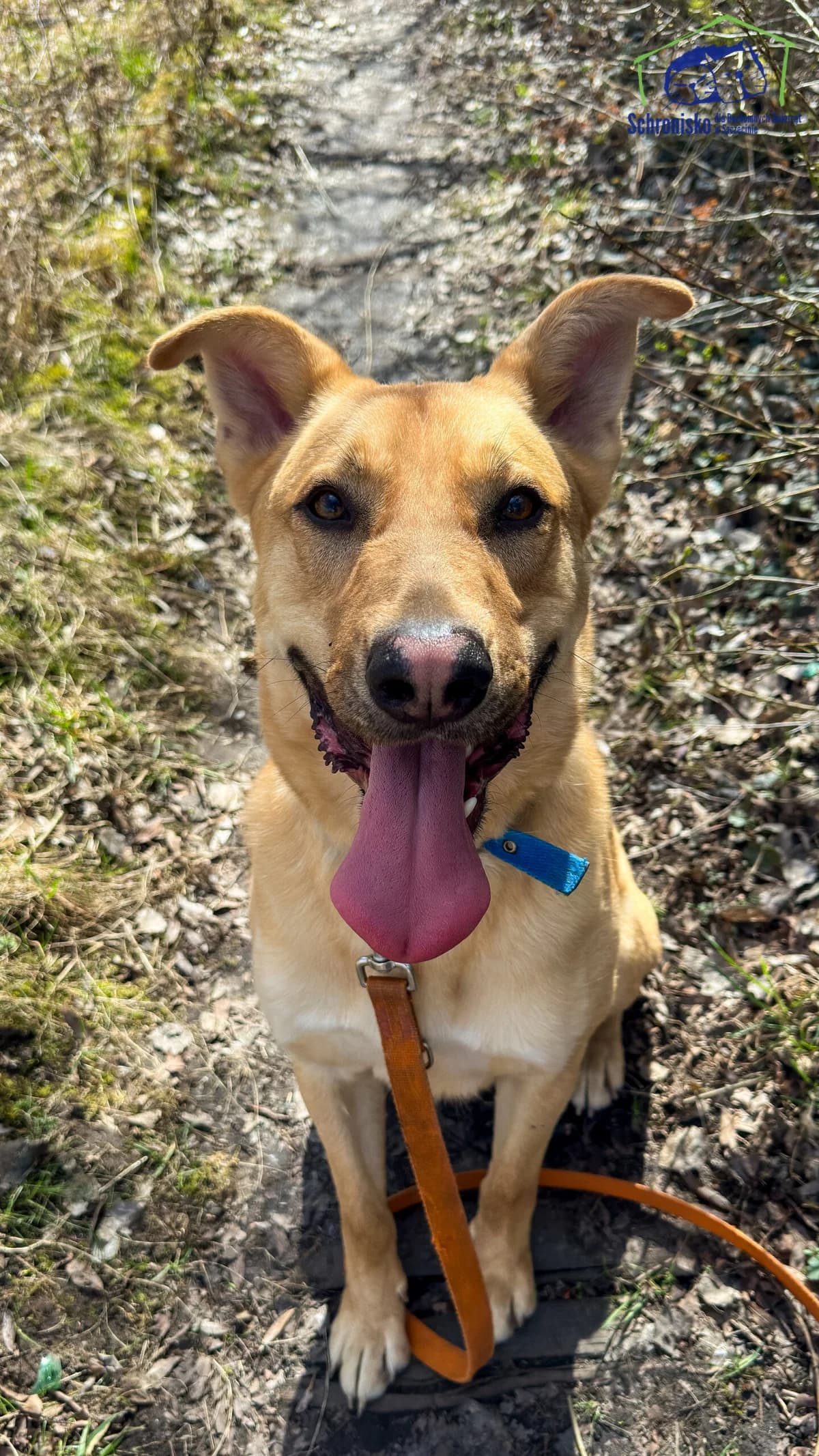 Majki, Mixed Breed (Schronisko Szczecin)