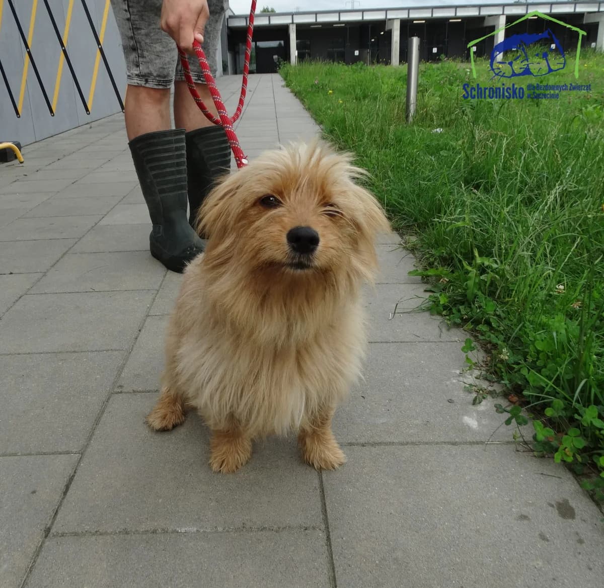 Mała, Mixed Breed (Schronisko Szczecin)