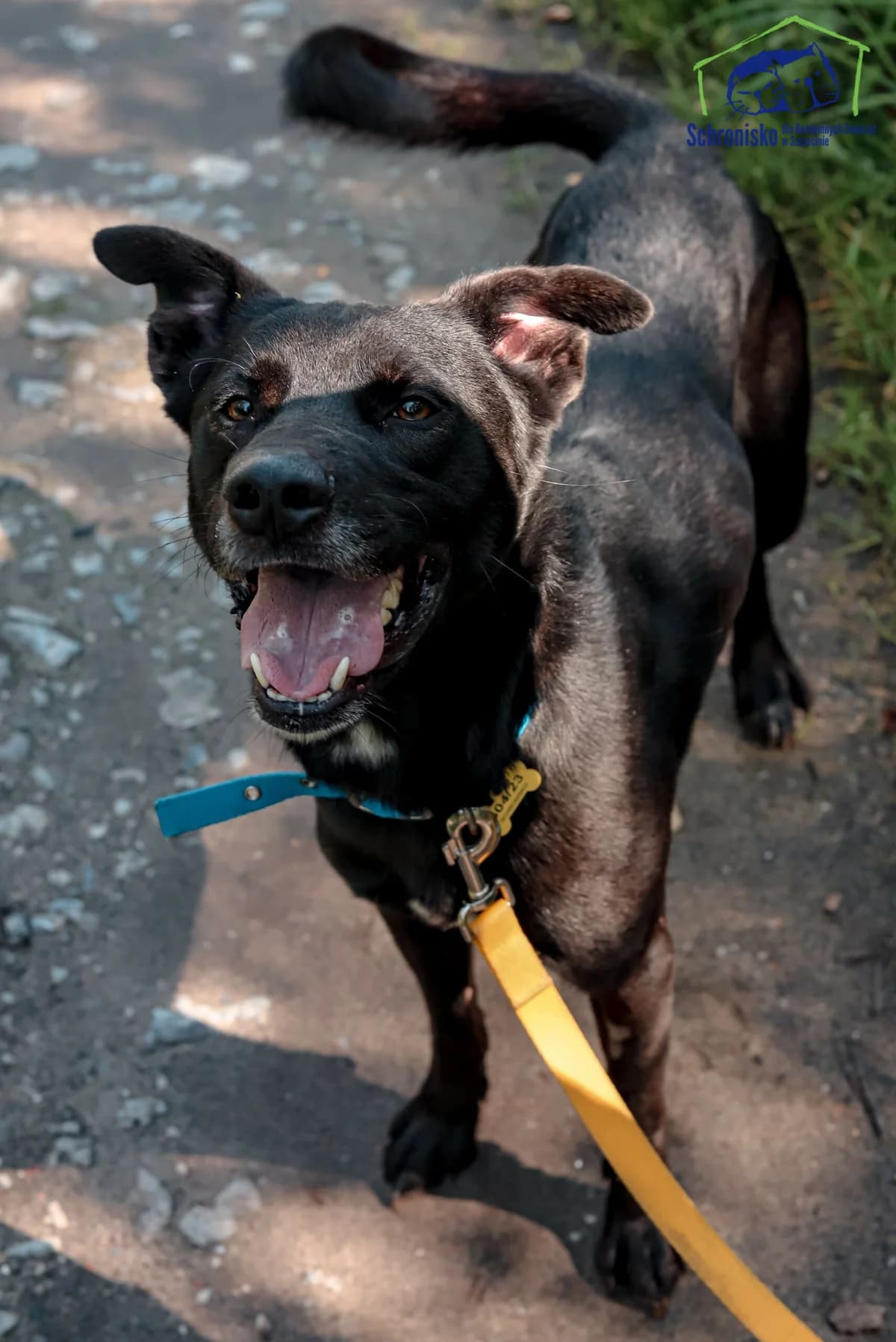 Marvel, Mixed Breed for adoption at Schronisko Szczecin, Szczecin