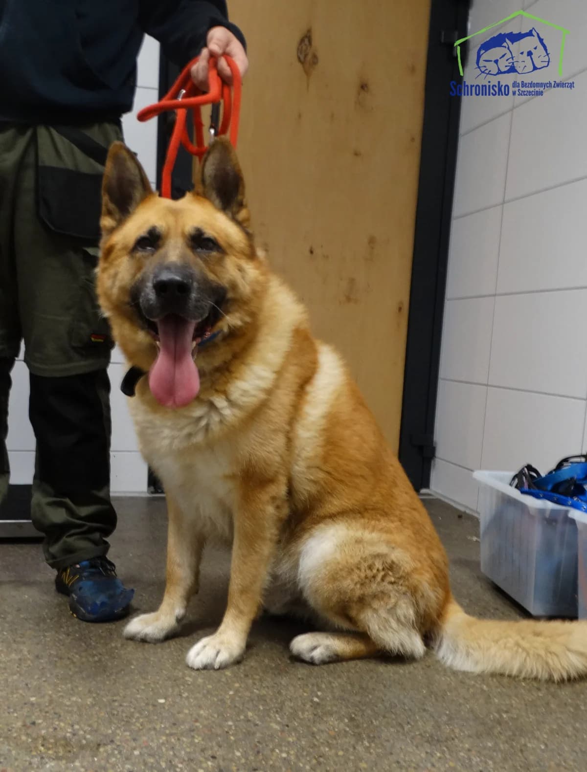 Max,  Mixed Breed for adoption at Schronisko Szczecin, Szczecin