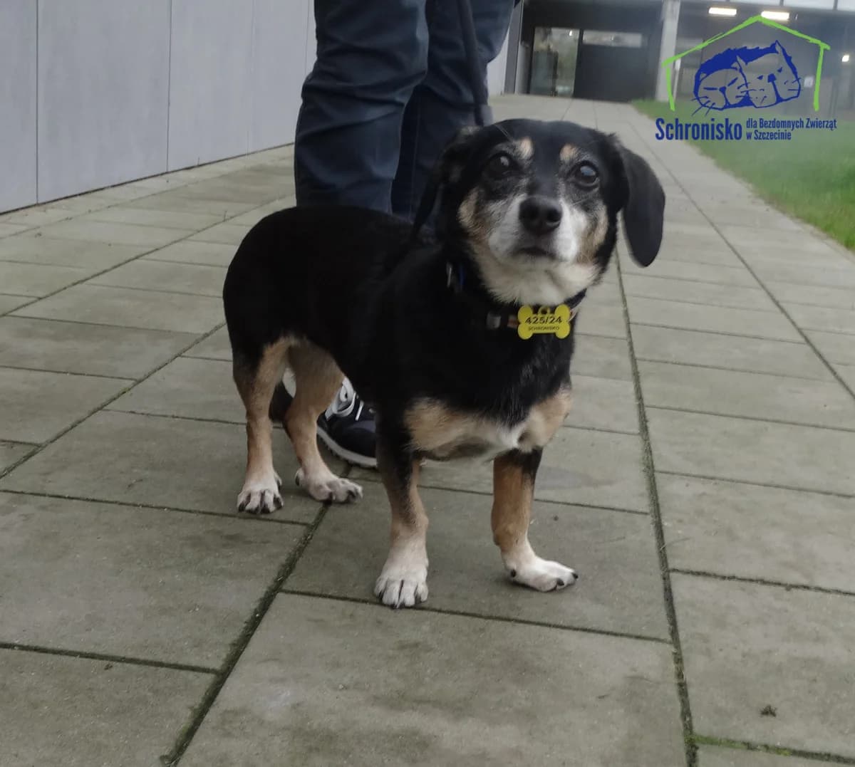 Mika, Mixed Breed (Schronisko Szczecin)