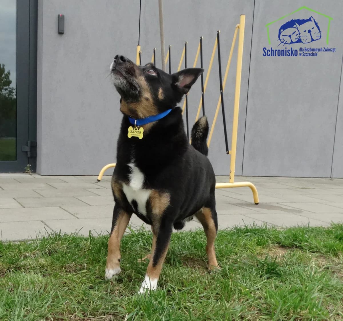 Minio,  Mixed Breed for adoption at Schronisko Szczecin, Szczecin