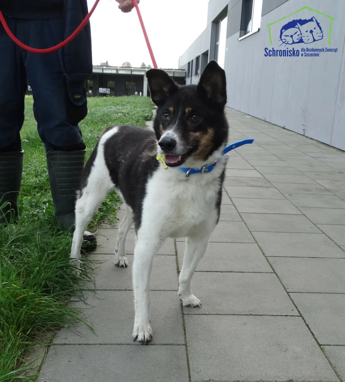Misiu, Mixed Breed (Schronisko Szczecin)