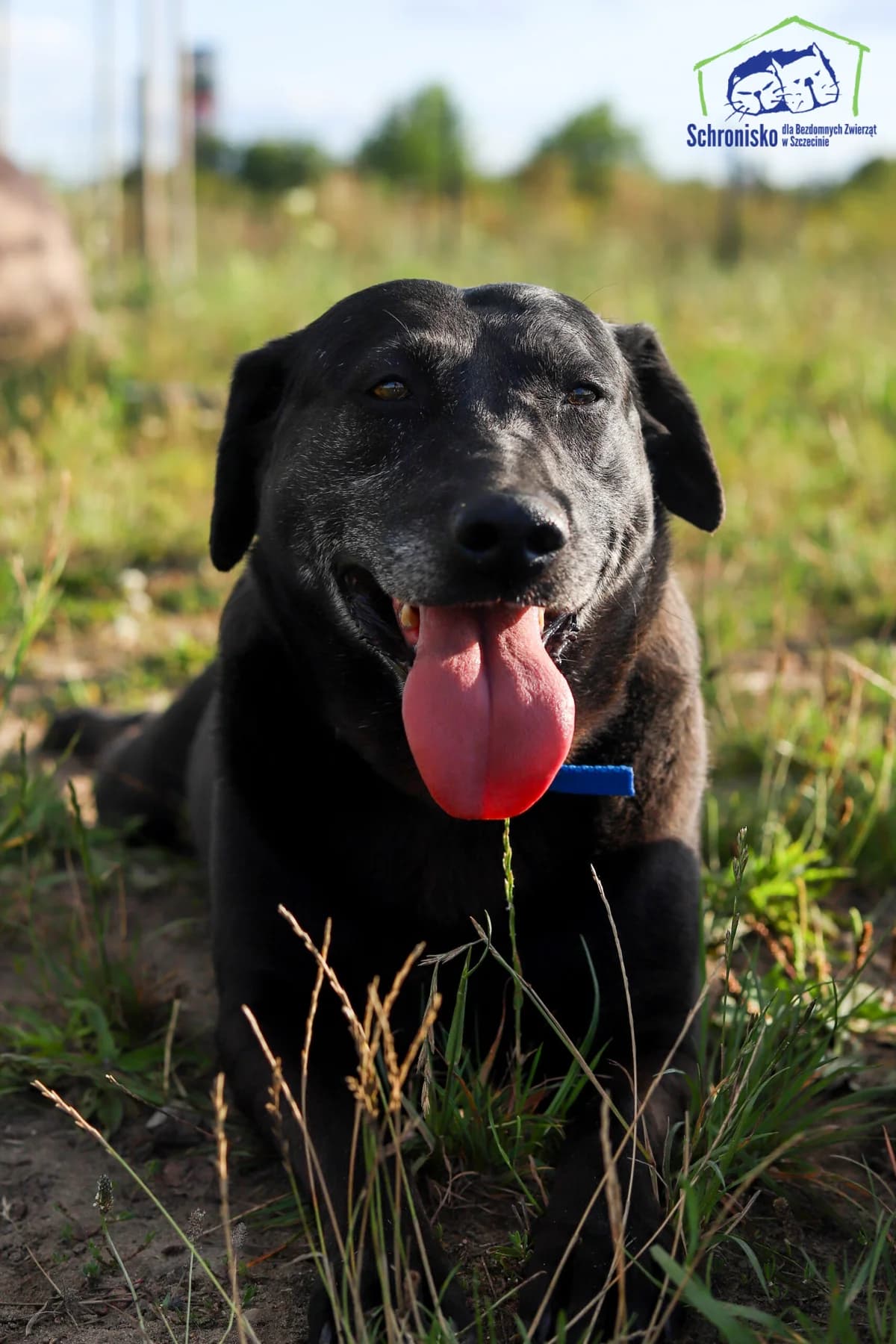 Neska, Mixed Breed for adoption at Schronisko Szczecin, Szczecin