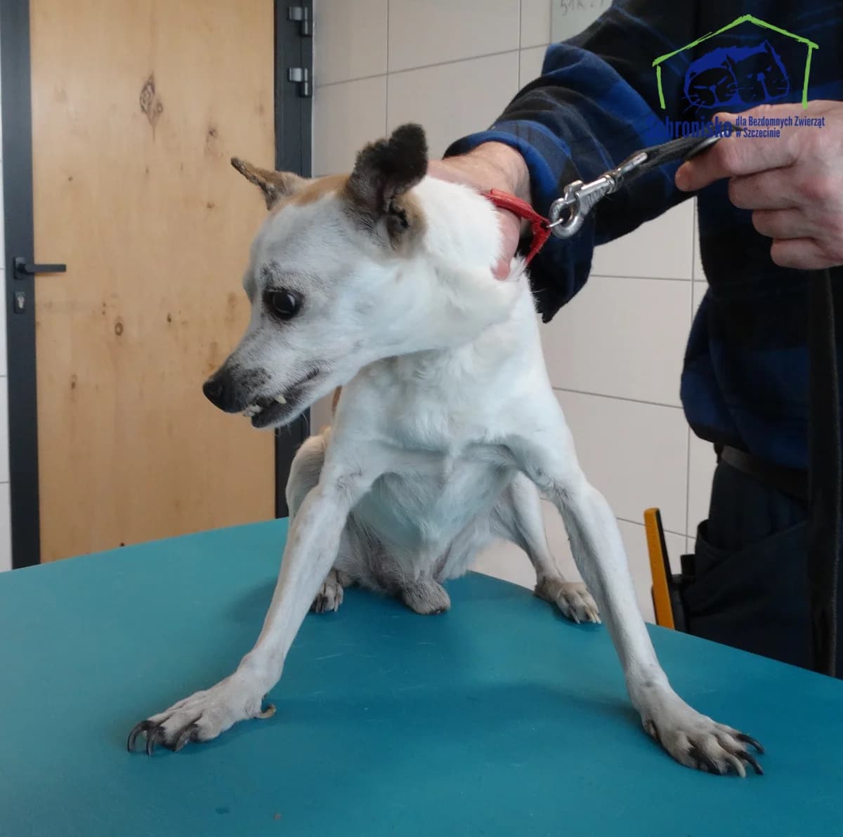 Piksel, Mixed Breed (Schronisko Szczecin)