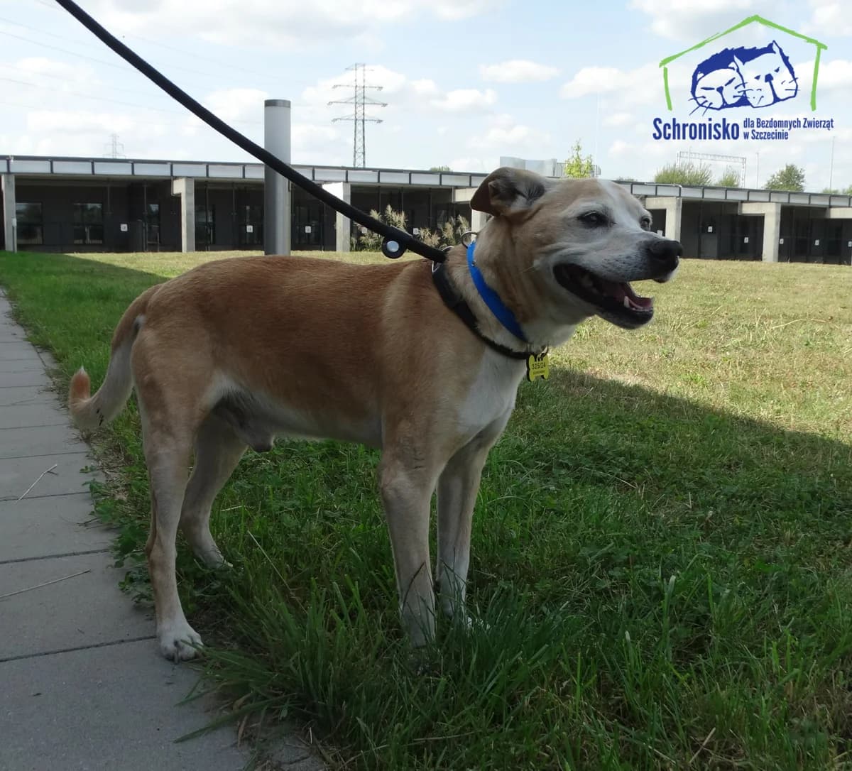 Piorun, Mixed Breed (Schronisko Szczecin)