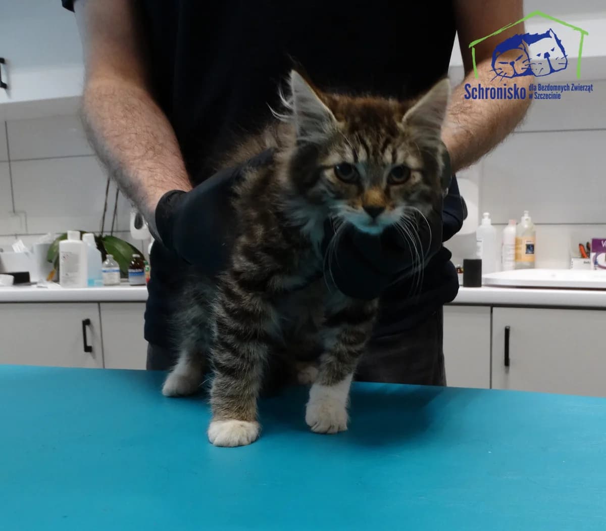 Puszu,  Mixed Breed for adoption at Schronisko Szczecin, Szczecin