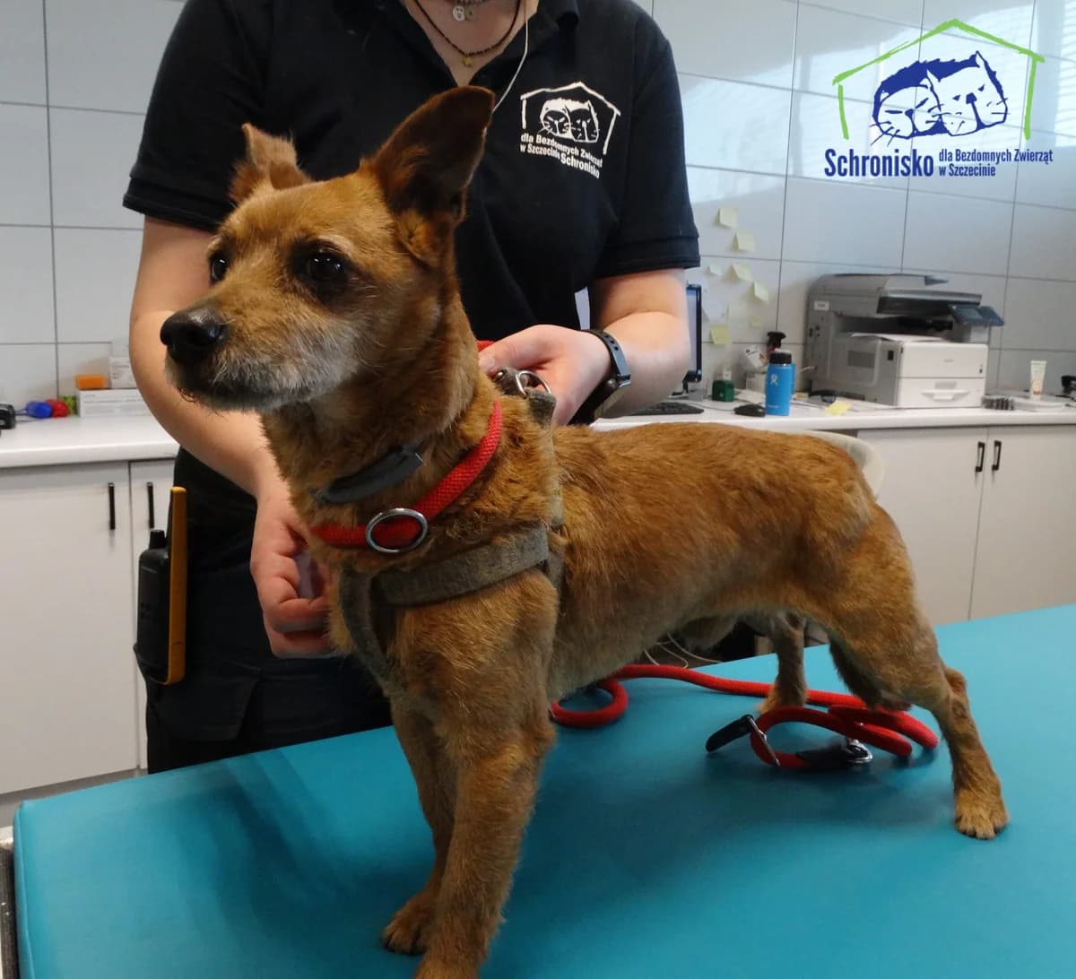 Reksio, Mixed Breed (Schronisko Szczecin)