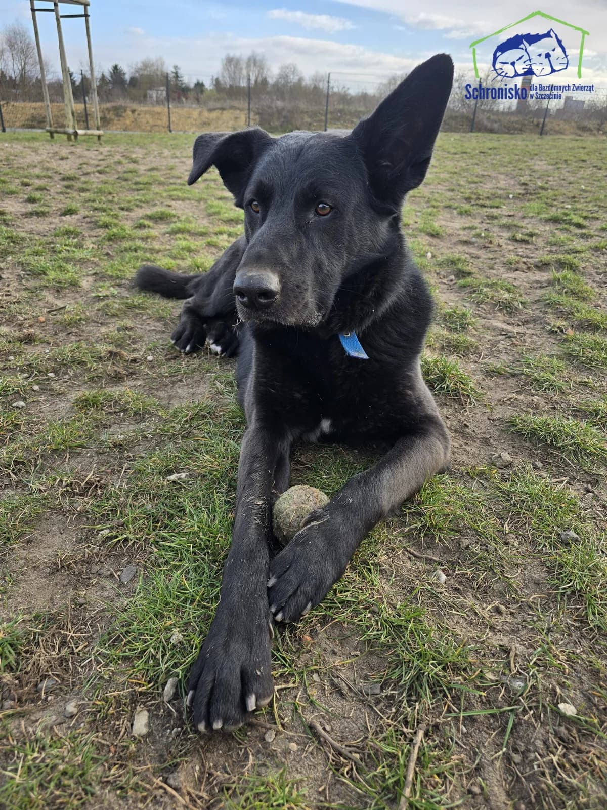 Rex, Mixed Breed (Schronisko Szczecin)