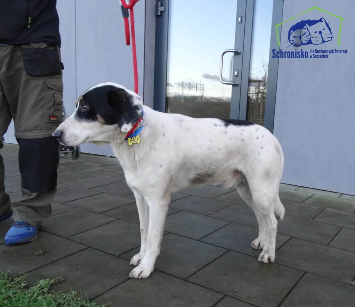Roki, Mixed Breed (Schronisko Szczecin)