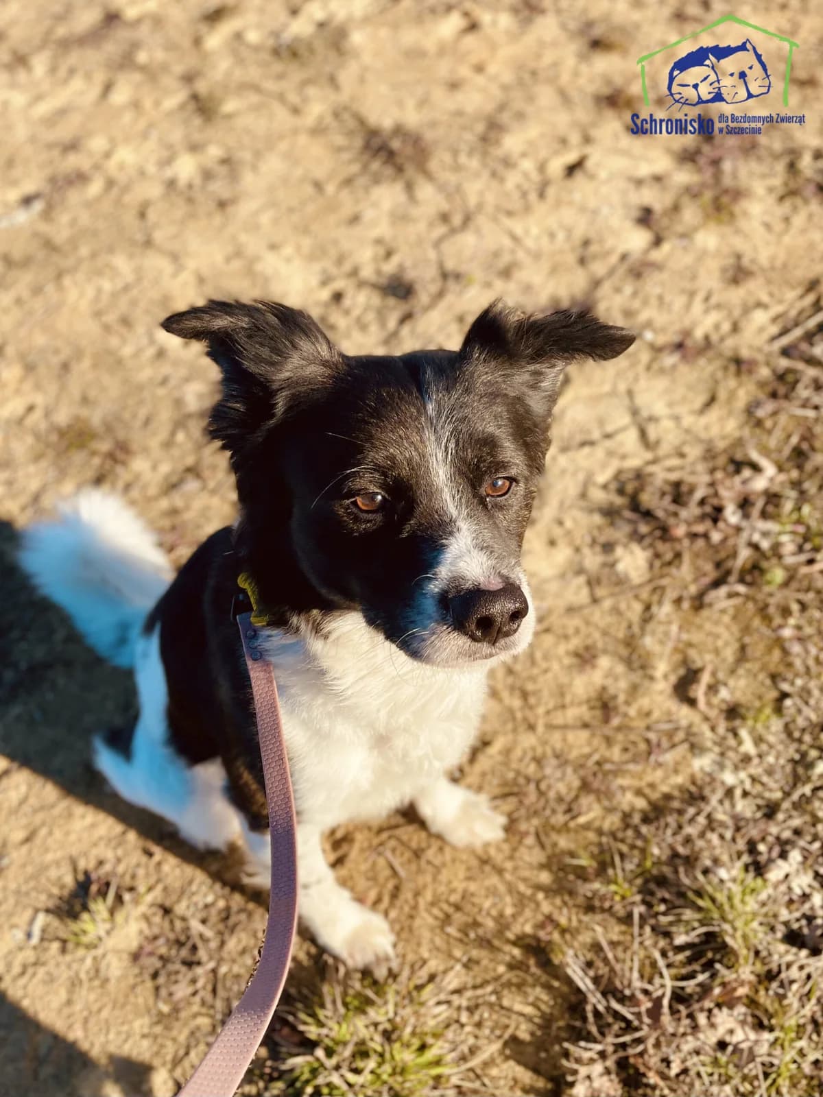 Rúfus, Mixed Breed (Kočičí Útulna Sissi (Praha))