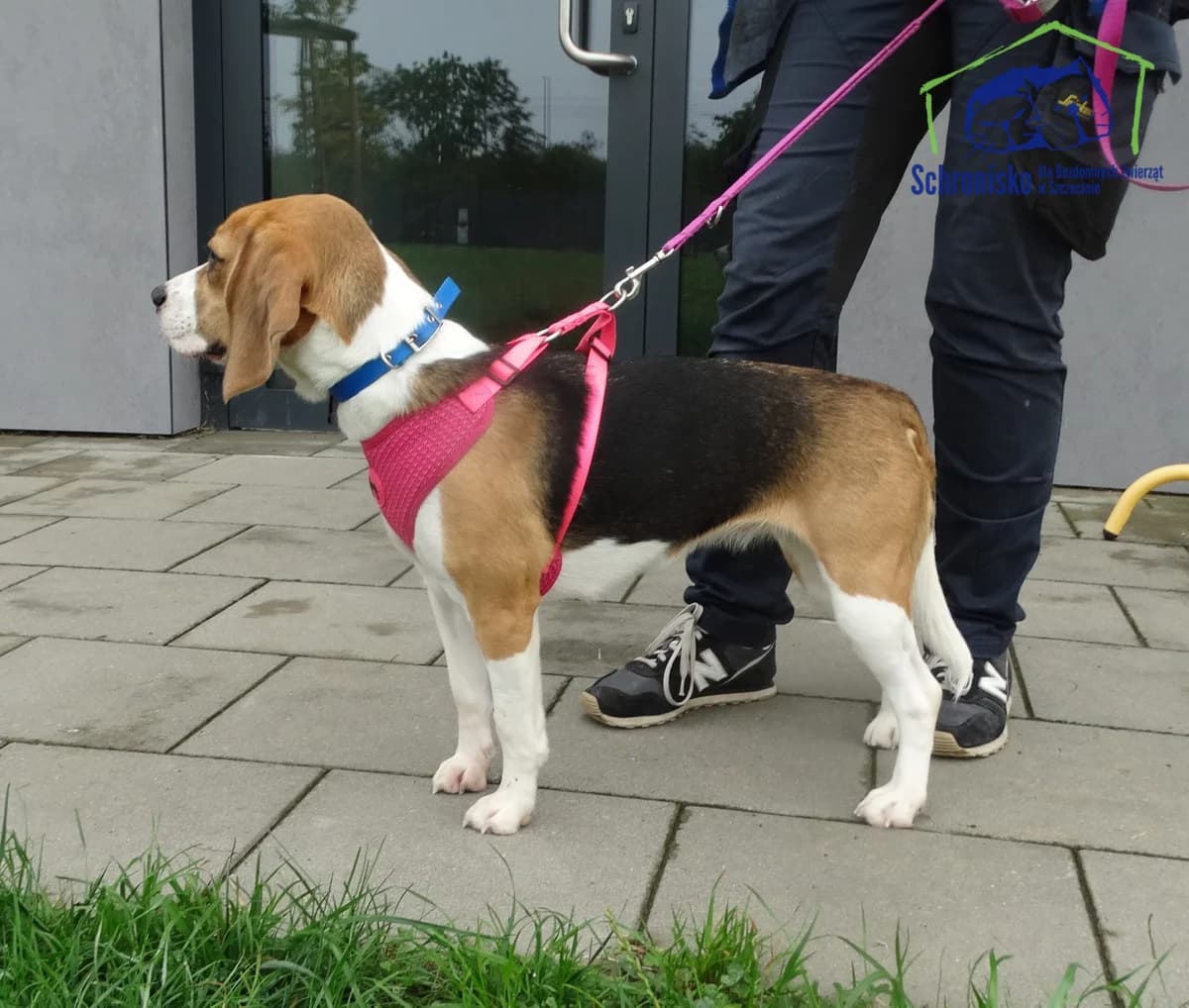 Sonia, Mixed Breed (Schronisko Szczecin)