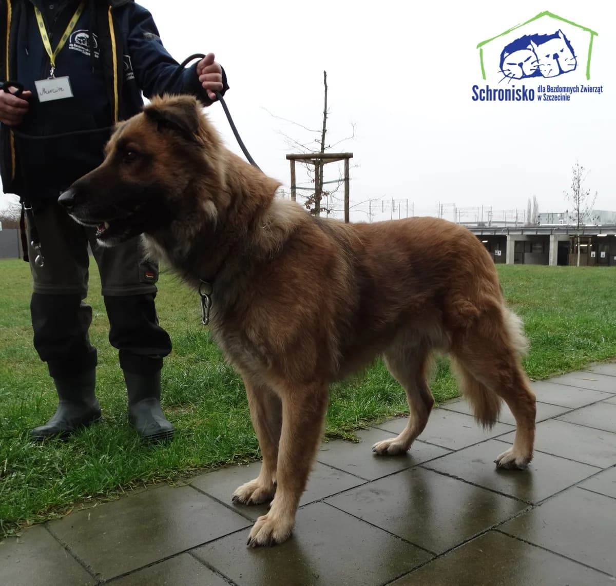 Sony, Mixed Breed (Schronisko Szczecin)