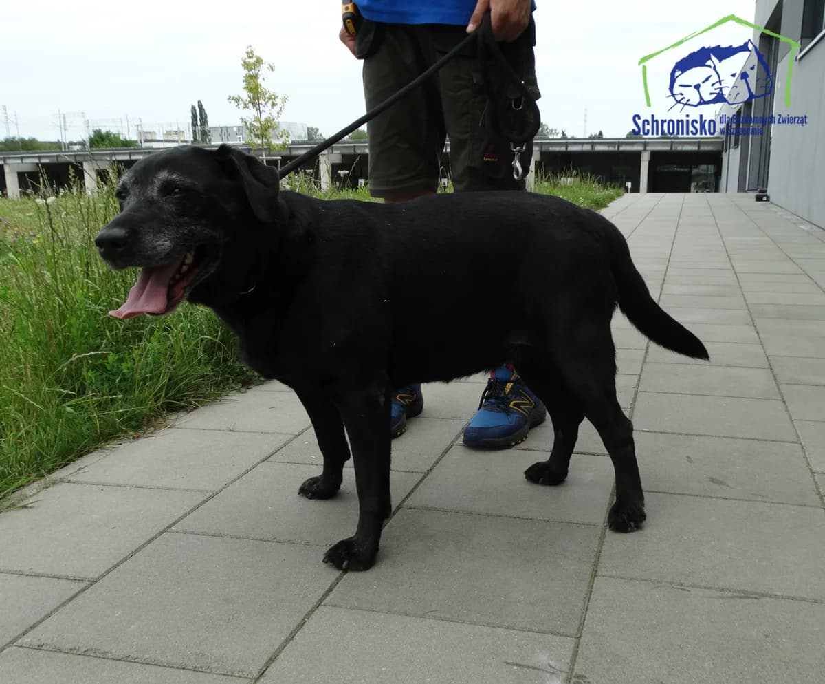 Suzana, Mixed Breed (Schronisko Szczecin)