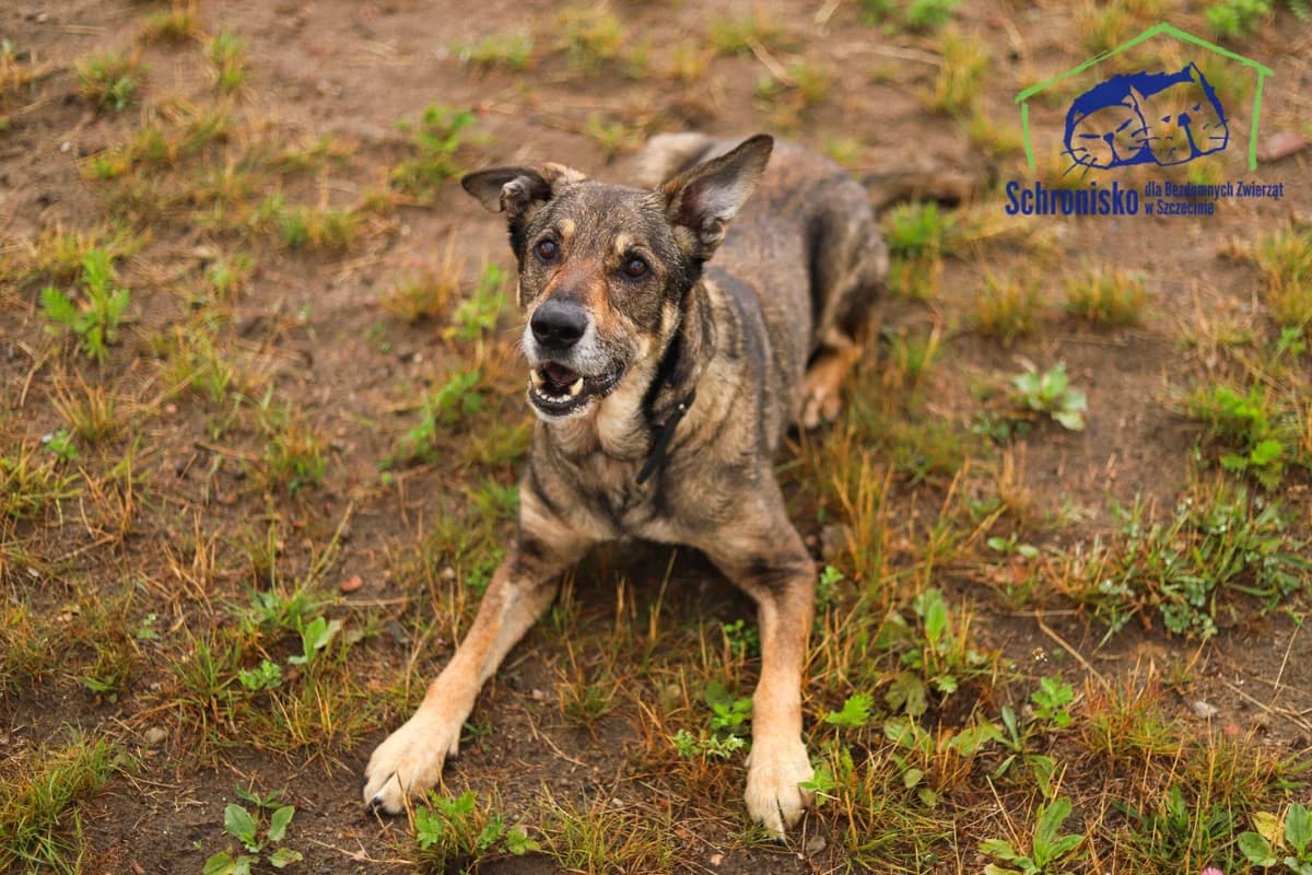 Szakal, Mixed Breed (Schronisko Szczecin)