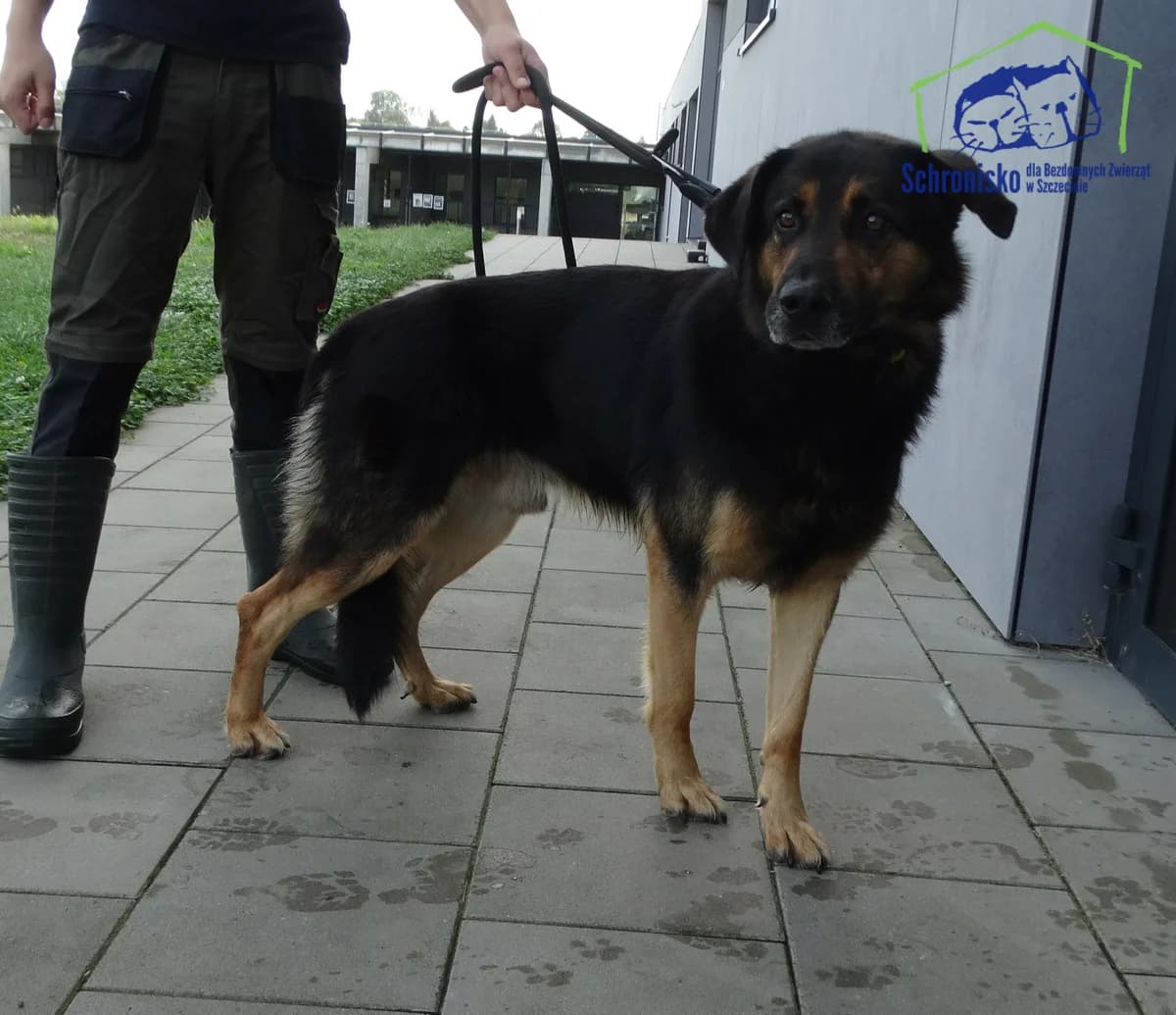 Tajfun,  Mixed Breed for adoption at Schronisko Szczecin, Szczecin