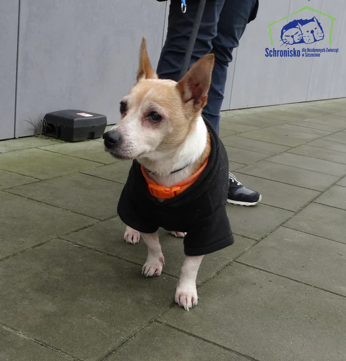 Tedi, Mixed Breed (Schronisko Szczecin)
