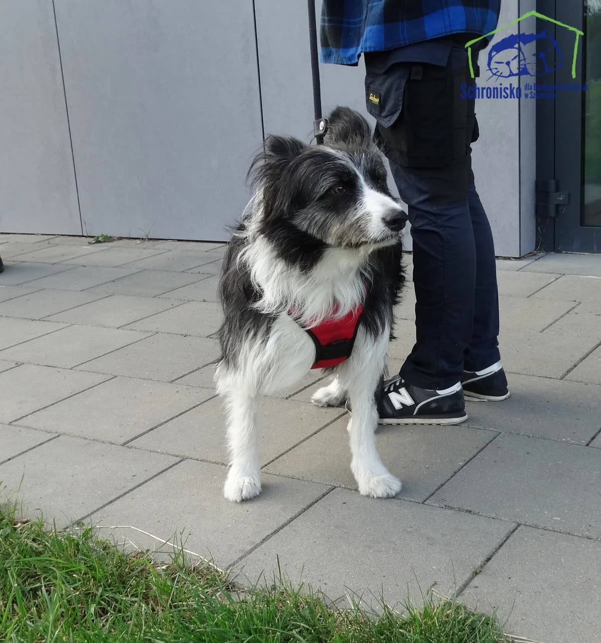 Tekila,  Mixed Breed for adoption at Schronisko Szczecin, Szczecin