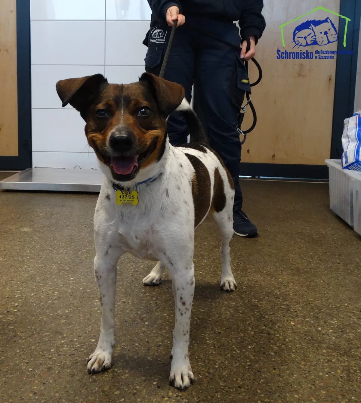 Tobi, Mixed Breed (Schronisko Szczecin)
