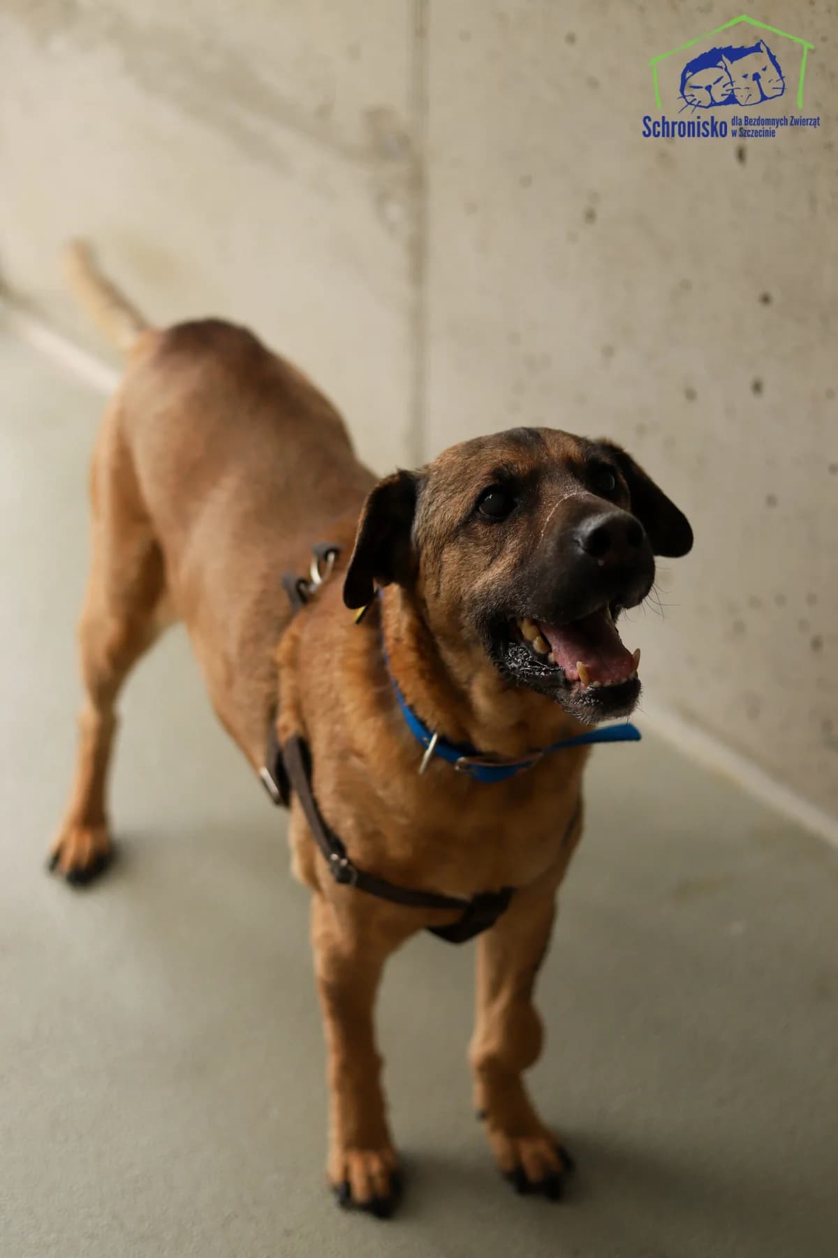 Tofik,  Mixed Breed for adoption at Schronisko Szczecin, Szczecin