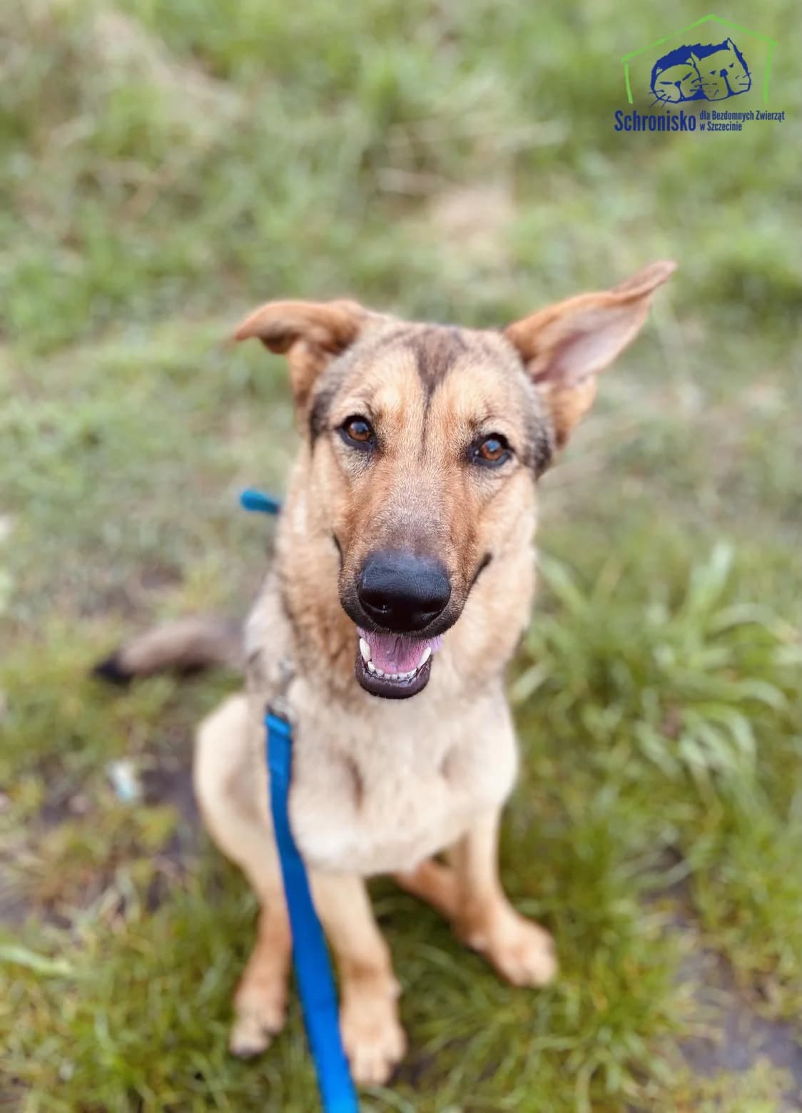 Zara, Mixed Breed for adoption at Schronisko Szczecin, Szczecin