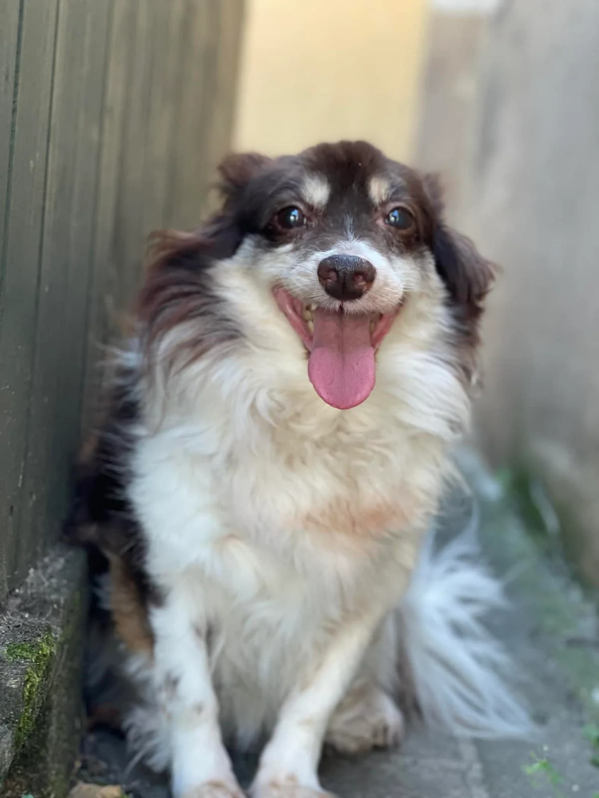 SULIBOREK, Mixed Breed (Schronisko dla Zwierząt Szczecinek)