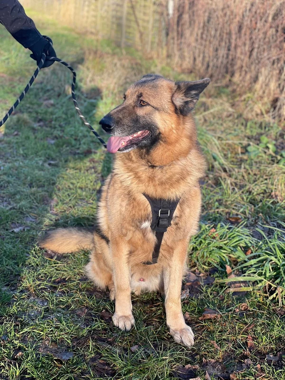 BORYS, Mixed Breed (Schronisko dla Zwierząt Szczecinek)
