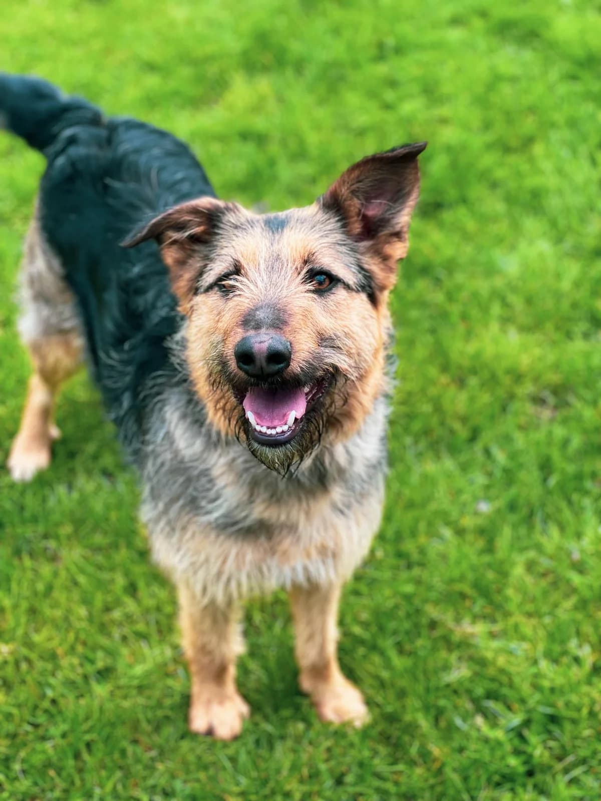 ADOPTOWANA -LUSIA, male Mixed Breed for adoption at Schronisko dla Zwierząt Szczecinek