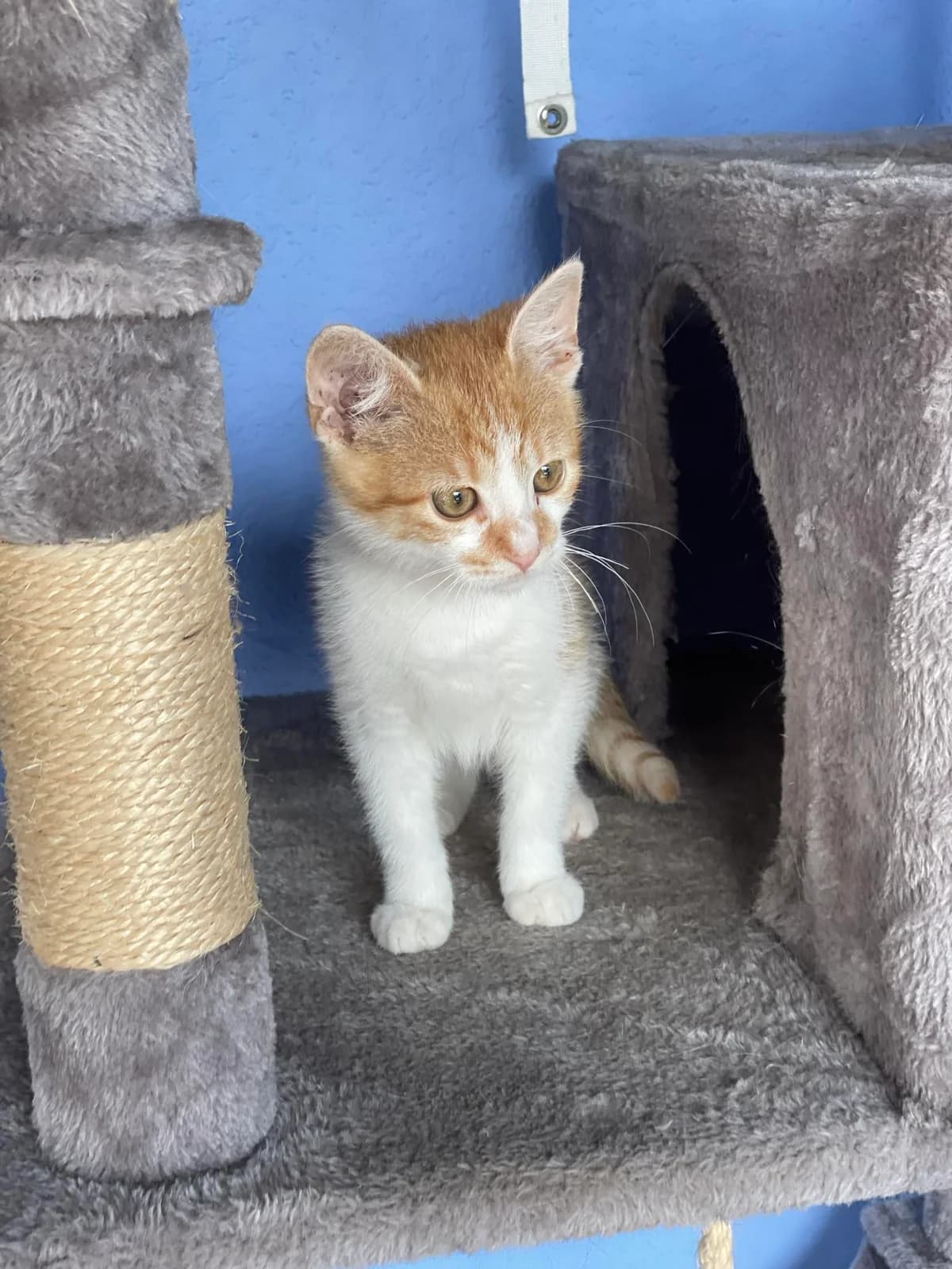ADOPTOWANY BASIEK, Mixed Breed (Schronisko dla Zwierząt Szczecinek)