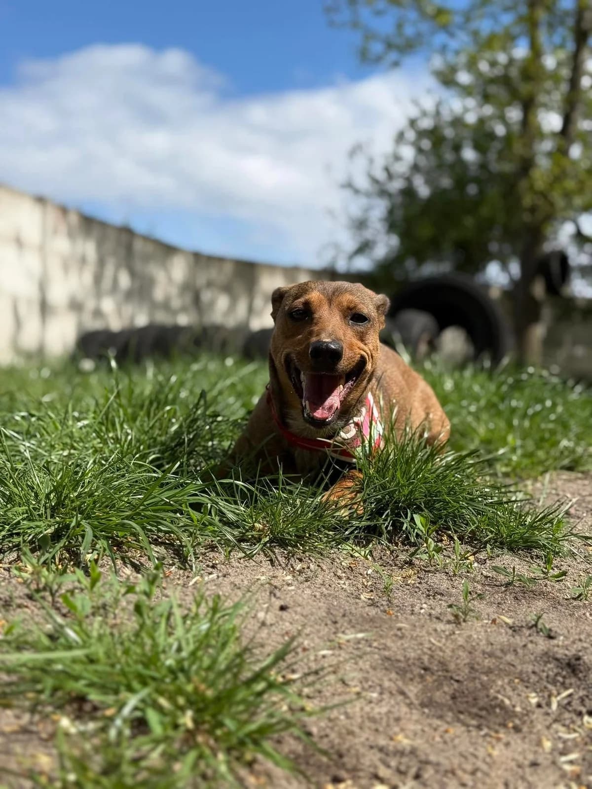 ADOPTOWANA -SARA, male Mixed Breed for adoption at Schronisko dla Zwierząt Szczecinek