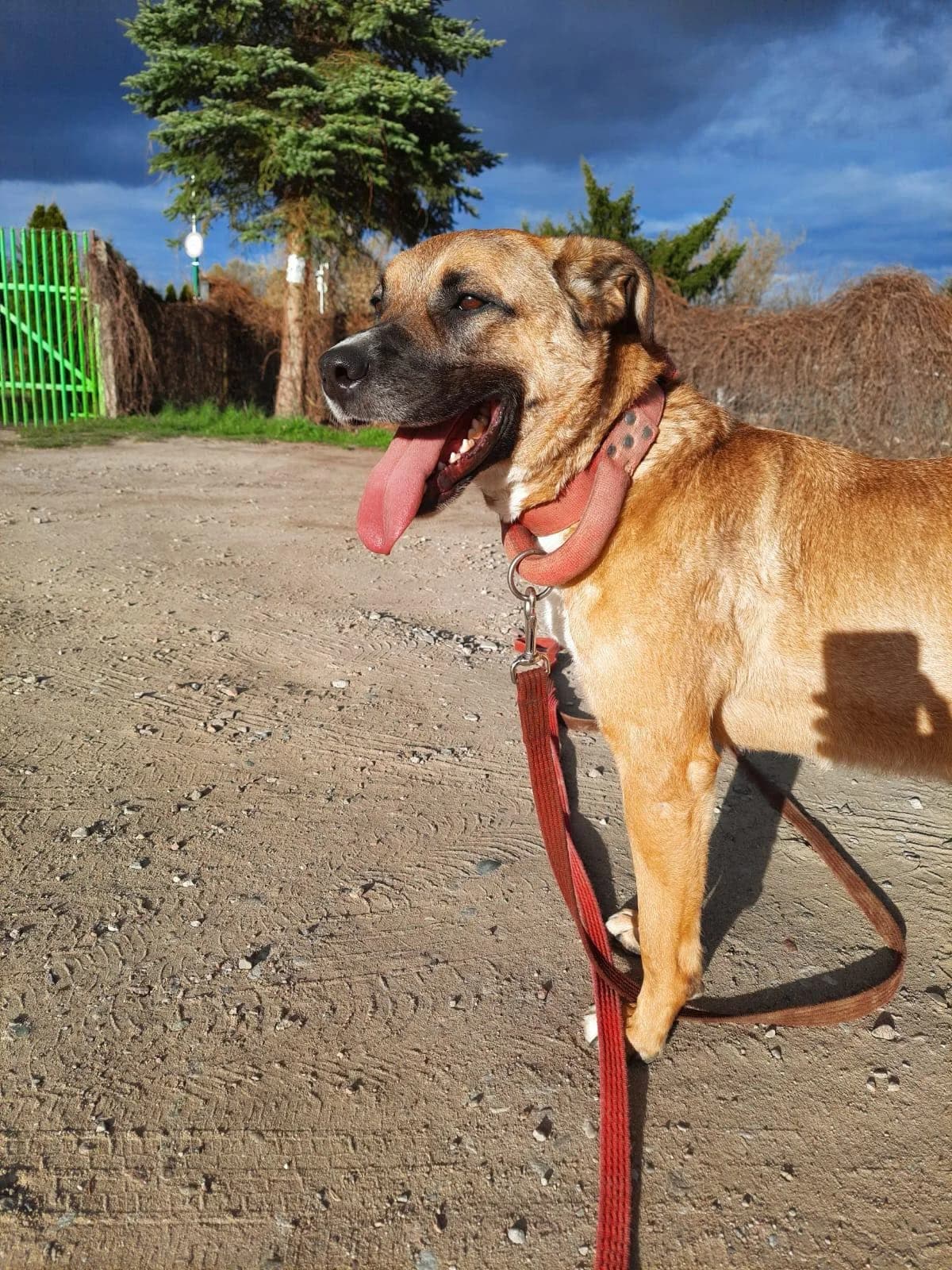 CAPUCINO, Mixed Breed (Schronisko dla Zwierząt Szczecinek)