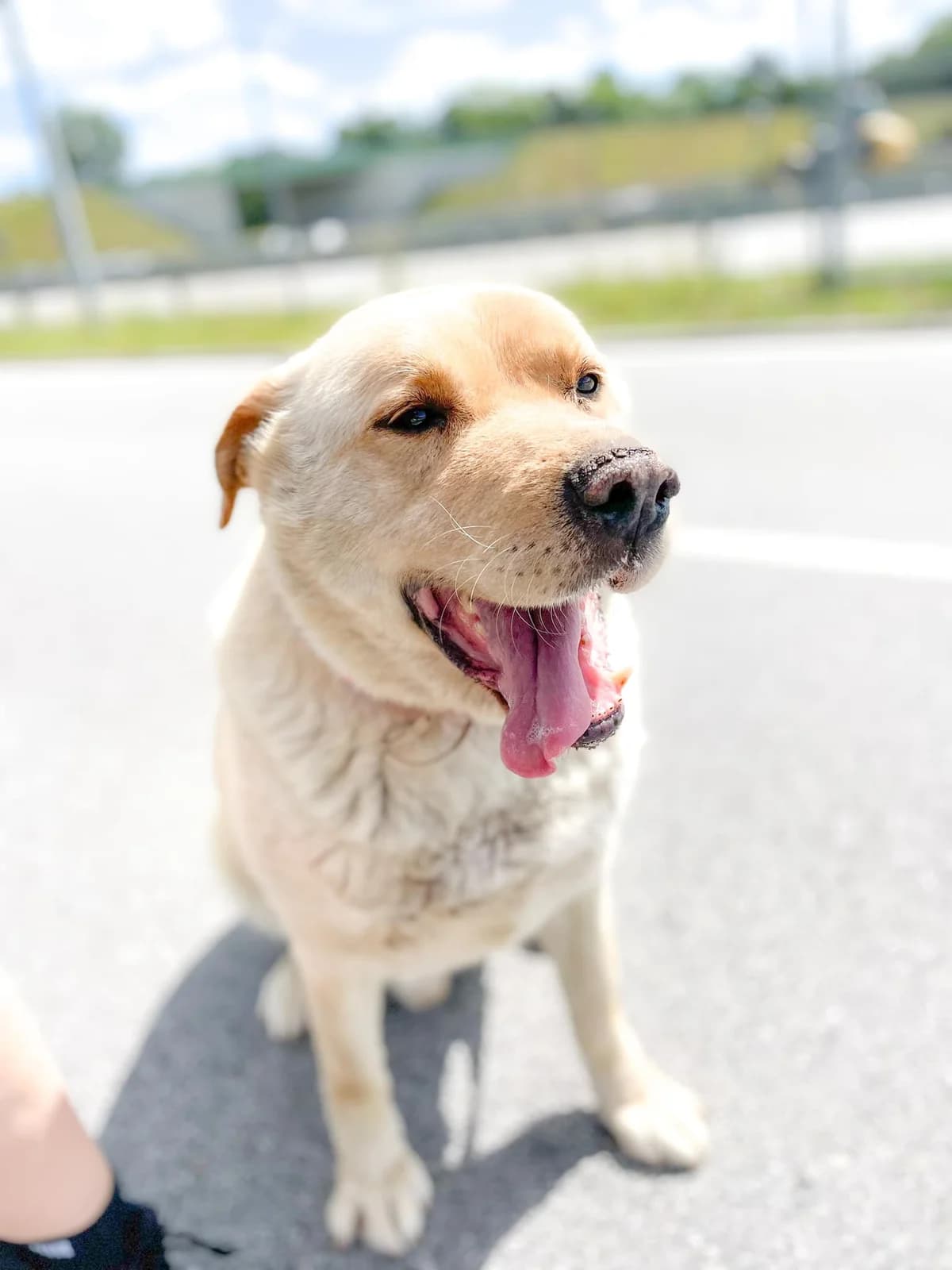 MISIO, Mixed Breed (Schronisko dla Zwierząt Szczecinek)