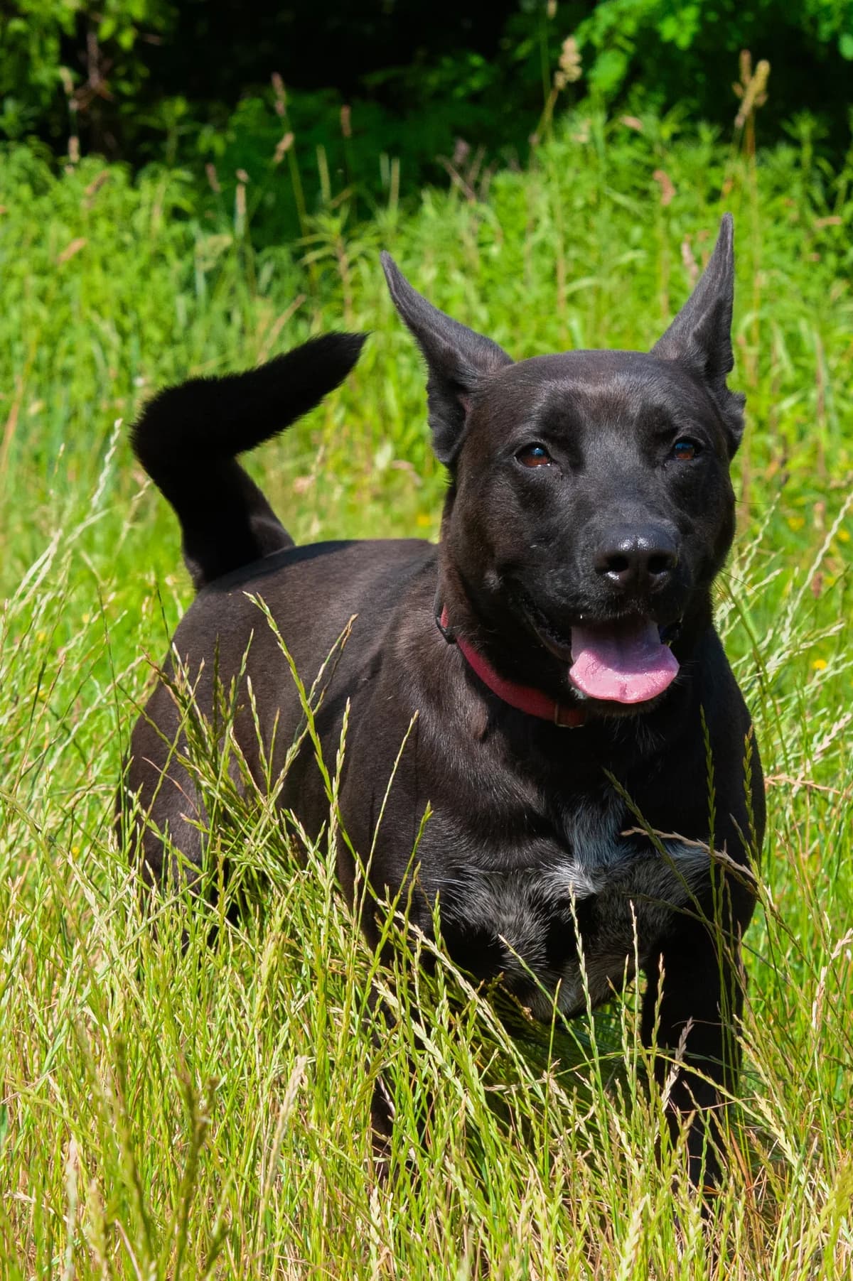 Batman, Mixed Breed (Schronisko Tomaszów Mazowiecki)