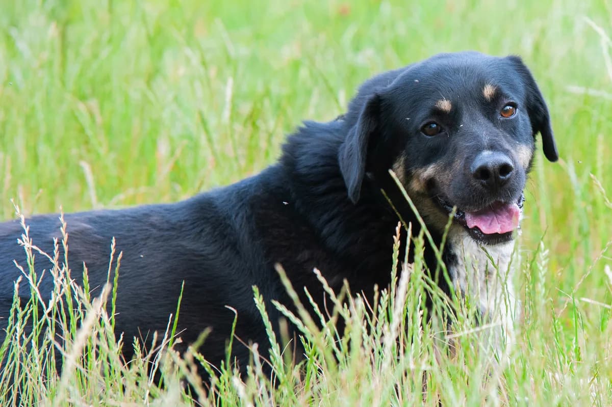 Cerber, male Mixed Breed for adoption at Schronisko Tomaszów Mazowiecki