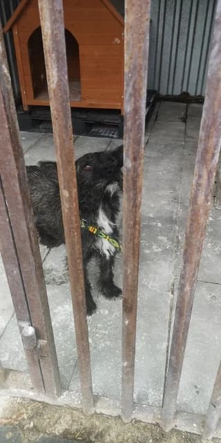 Cola, Mixed Breed (Schronisko Tomaszów Mazowiecki)