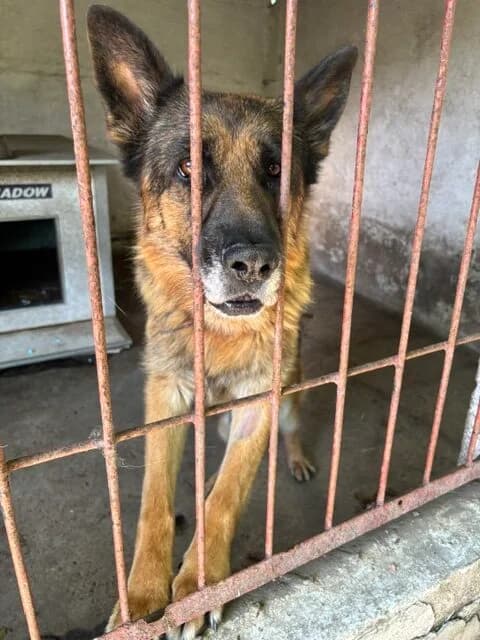 Diego, male 6yo Mixed Breed for adoption at Schronisko Tomaszów Mazowiecki