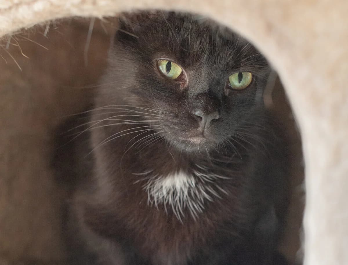 DINA, female Mixed Breed for adoption at Schronisko Tomaszów Mazowiecki