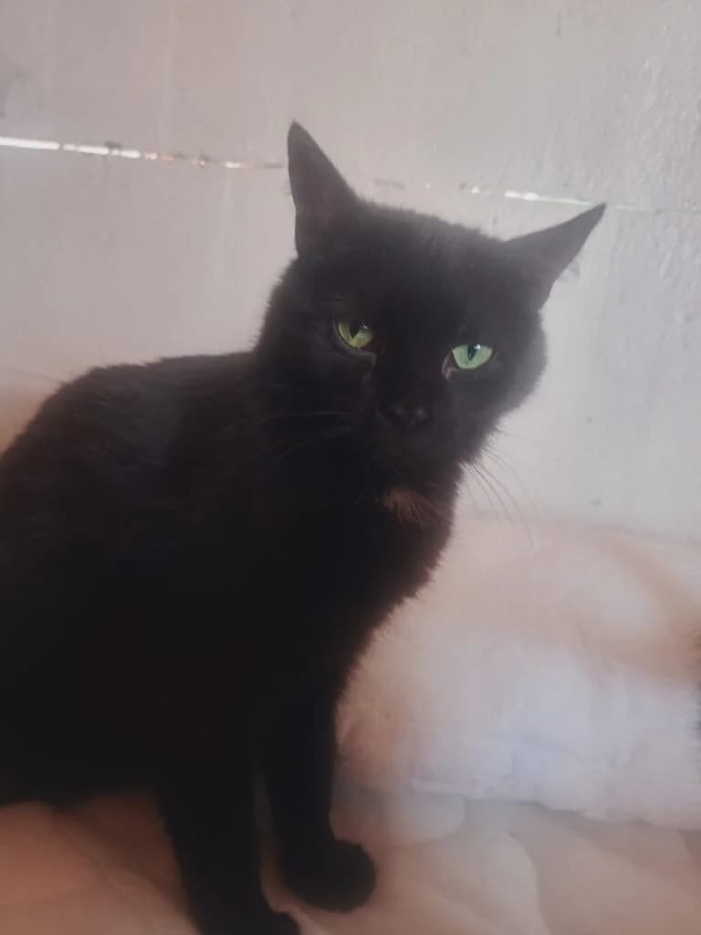 DOSIA, Mixed Breed (Schronisko Tomaszów Mazowiecki)