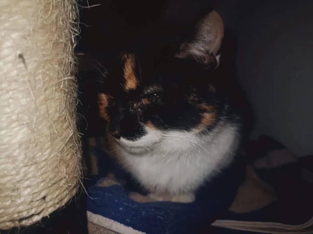 Fela, Mixed Breed (Schronisko Tomaszów Mazowiecki)