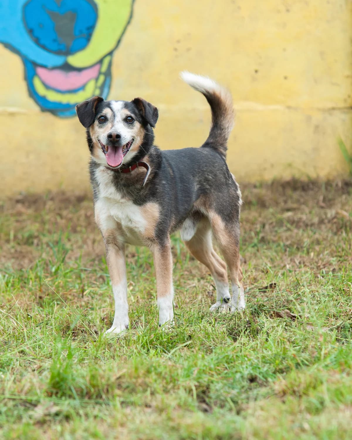 Gaston, Mixed Breed (Schronisko Tomaszów Mazowiecki)