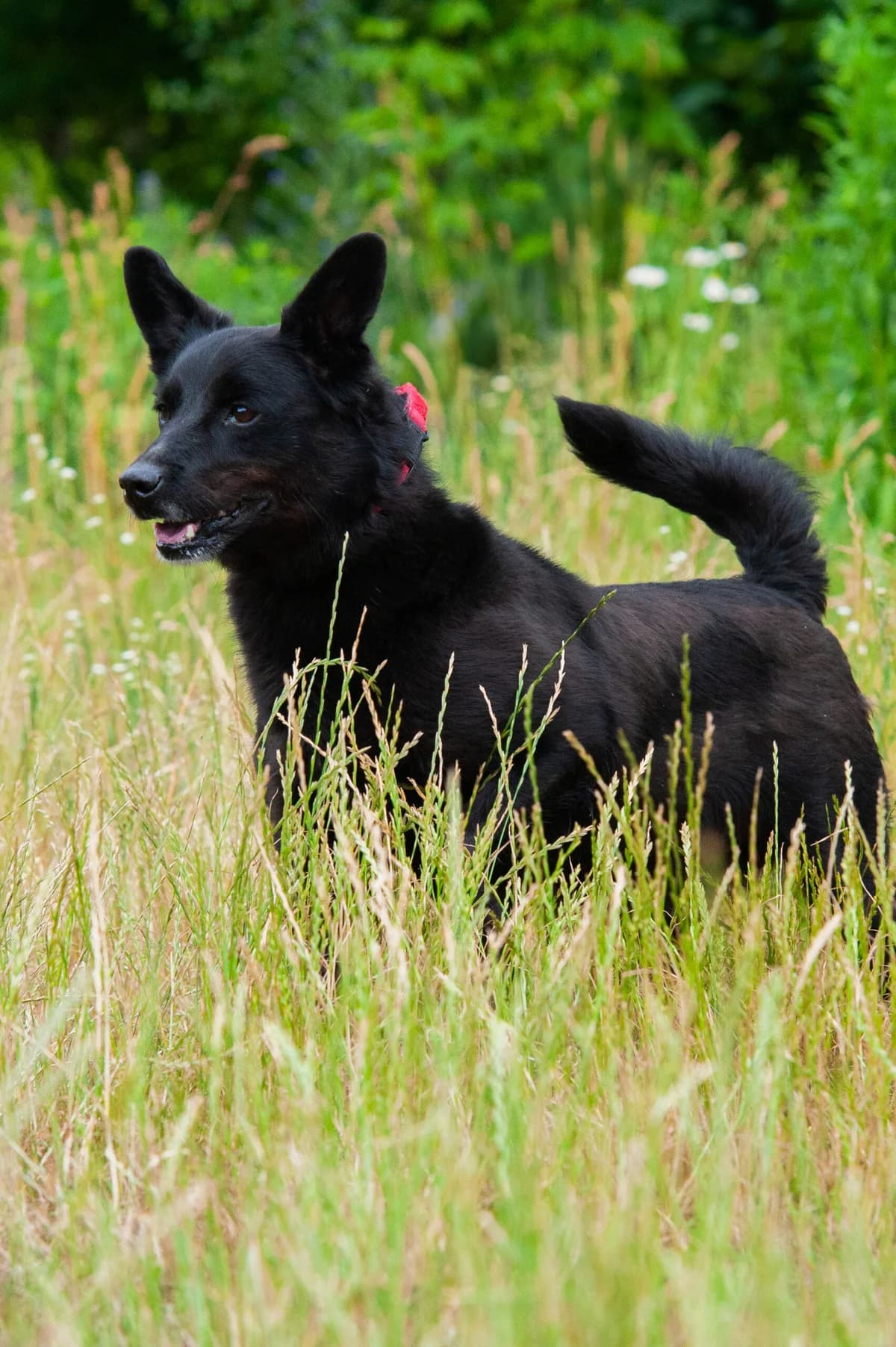 Groza, Mixed Breed (Schronisko Tomaszów Mazowiecki)