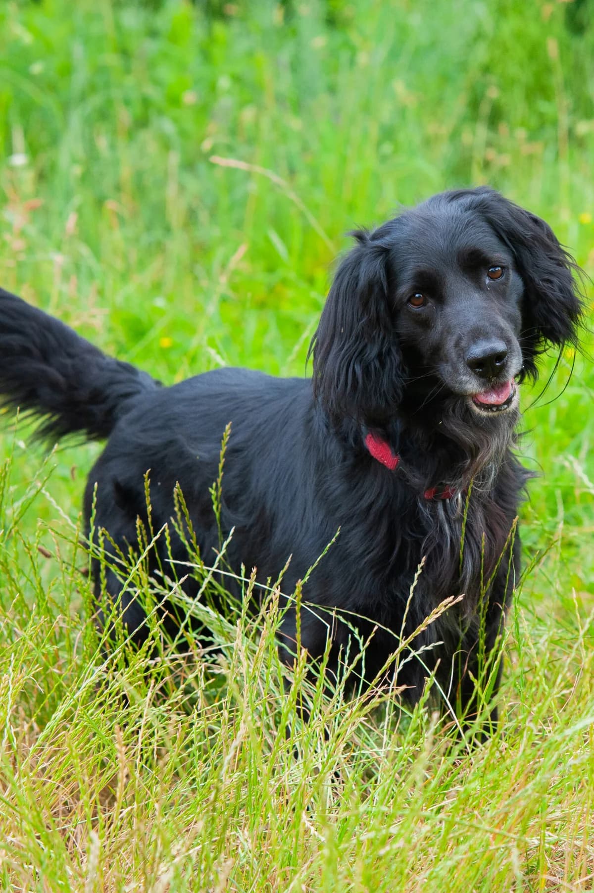 Jackie, Mixed Breed (Schronisko Tomaszów Mazowiecki)