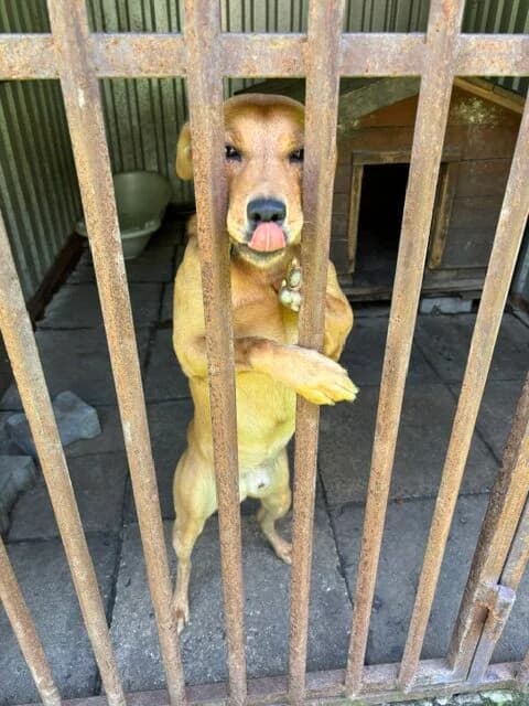 Janek, male 3yo Mixed Breed for adoption at Schronisko Tomaszów Mazowiecki