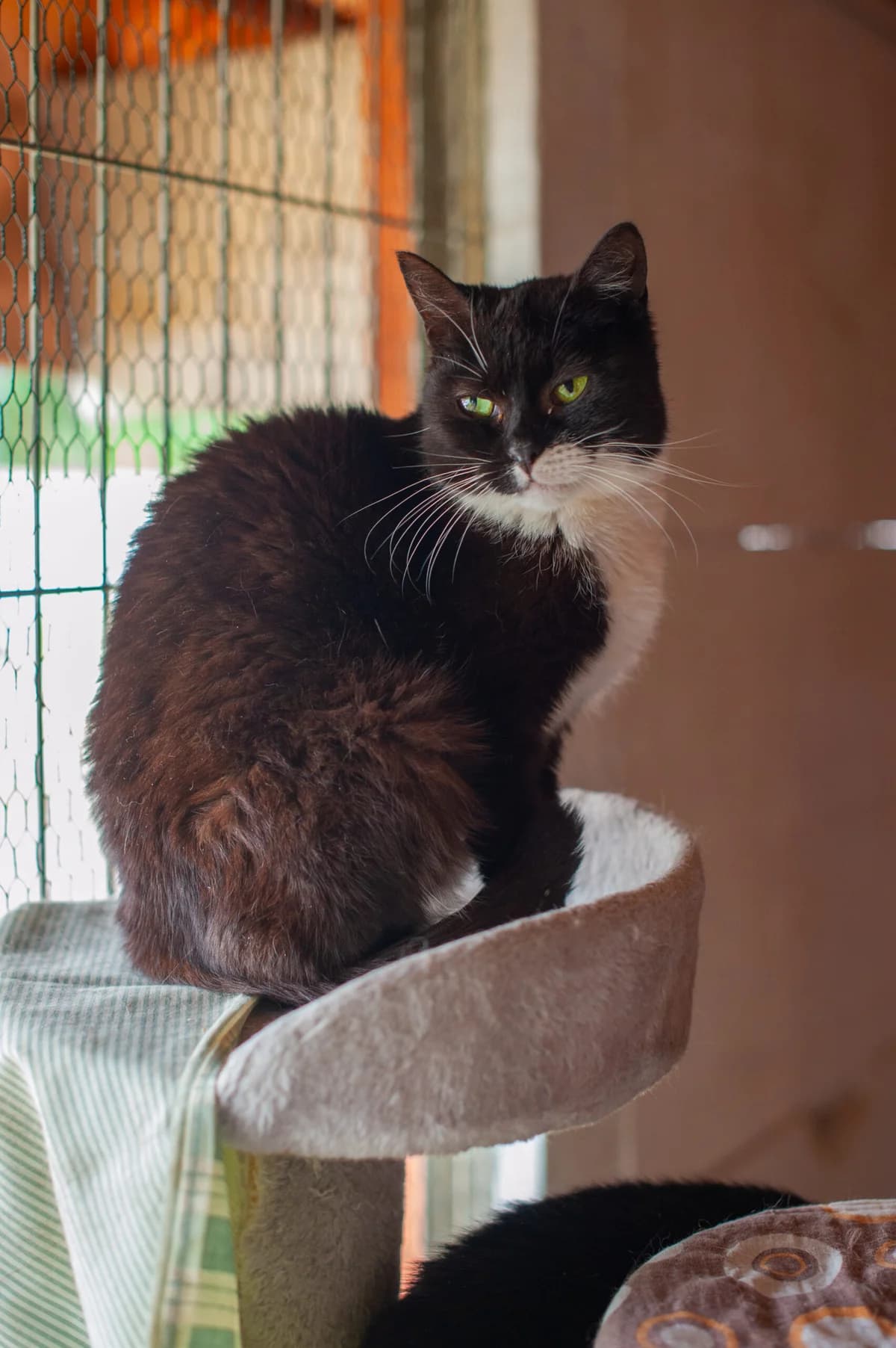 Joko, Mixed Breed (Schronisko Tomaszów Mazowiecki)