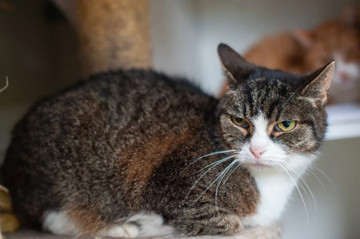 Kicia, Mixed Breed (Schronisko Tomaszów Mazowiecki)