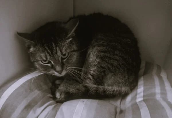 Pożegnanie Lary, female Mixed Breed for adoption at Schronisko Tomaszów Mazowiecki