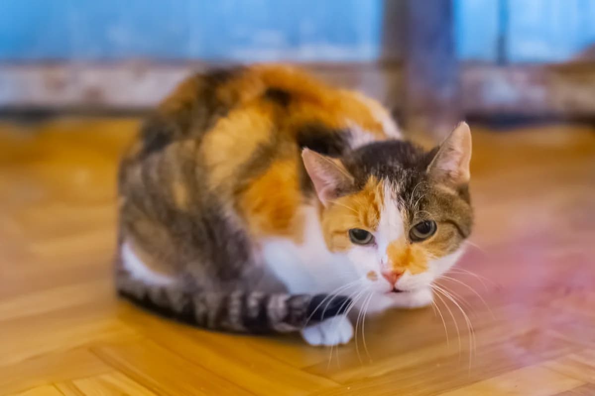 Maja, Mixed Breed (Schronisko Tomaszów Mazowiecki)