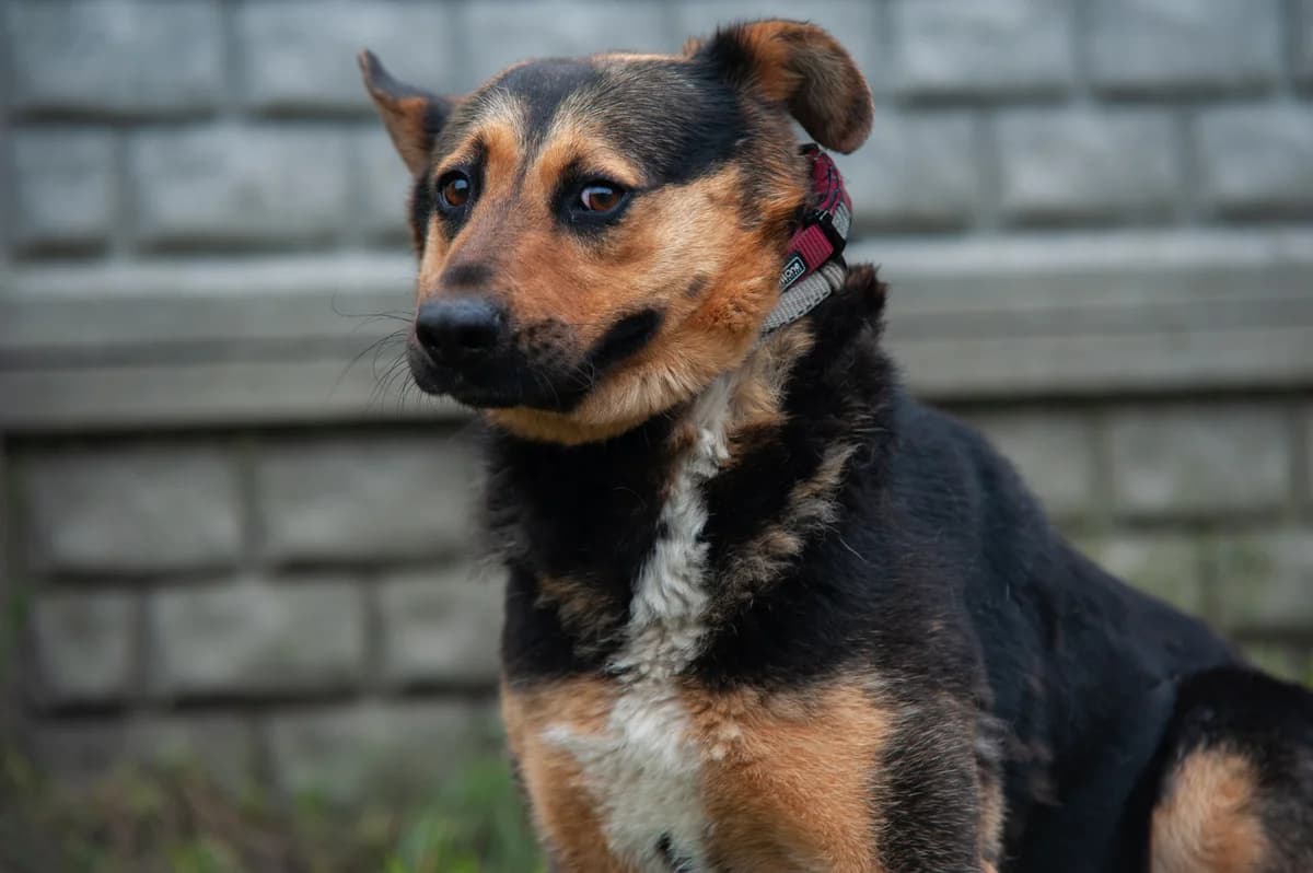 Misza, Mixed Breed (Schronisko Tomaszów Mazowiecki)