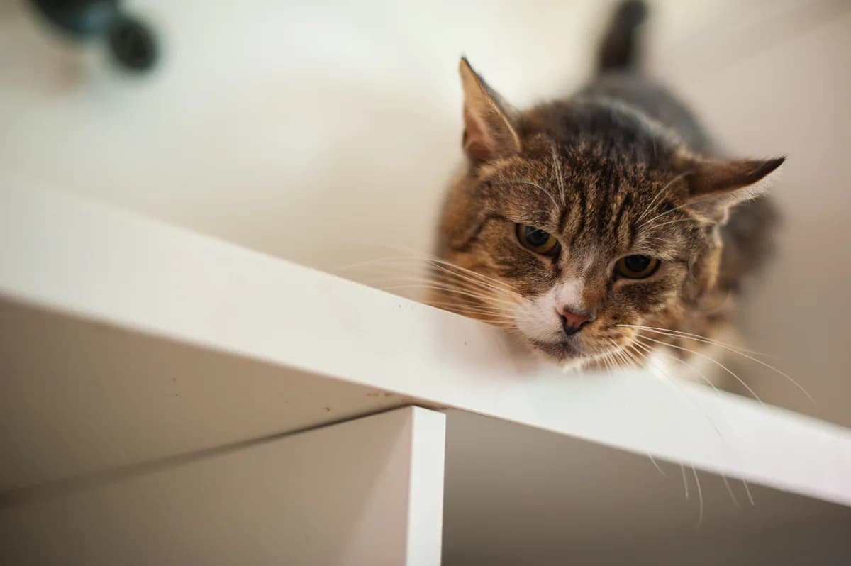 Pożegnanie Mozarta, male Mixed Breed for adoption at Schronisko Tomaszów Mazowiecki