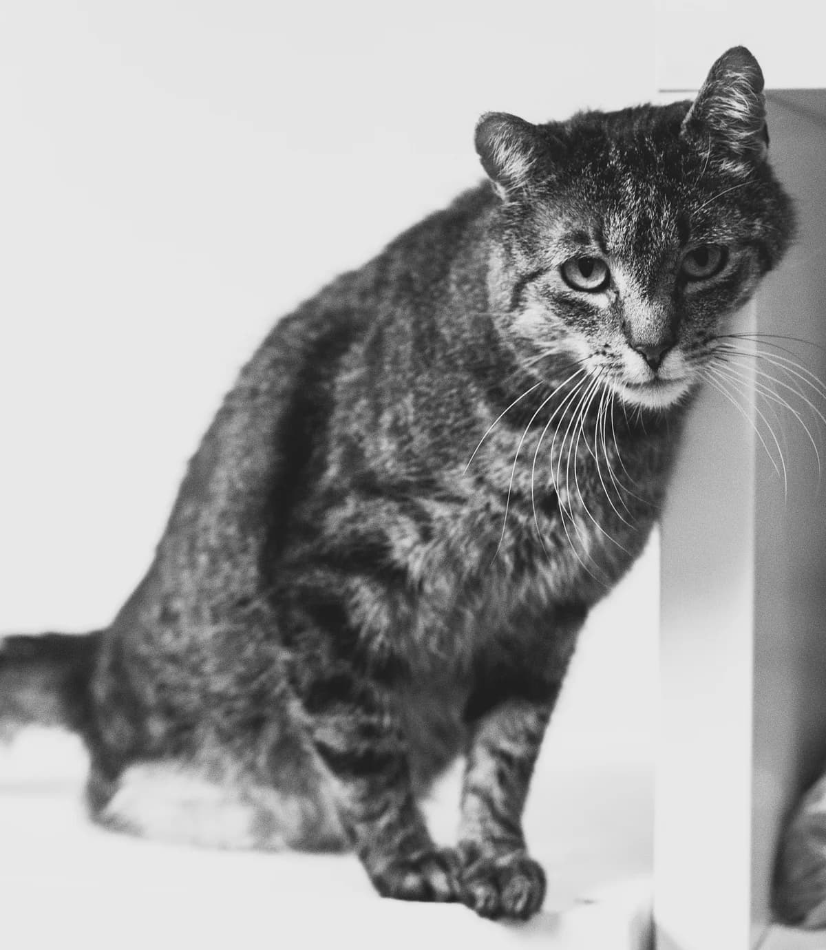 Pożegnanie Omara, male Mixed Breed for adoption at Schronisko Tomaszów Mazowiecki